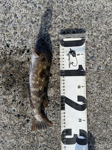 アイナメの釣果