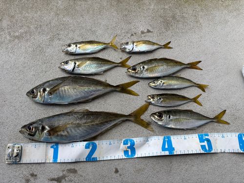 アジの釣果
