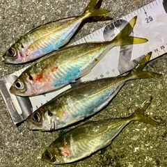 アジの釣果