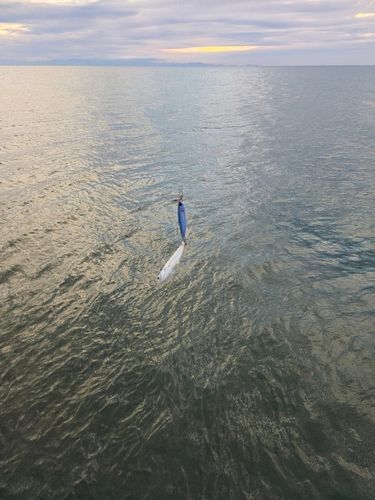 ヒイラギの釣果