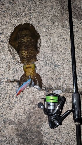 アオリイカの釣果