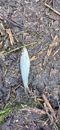 タモロコの釣果