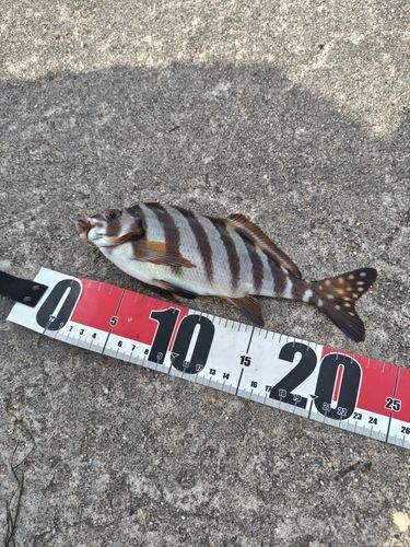 タカノハダイの釣果