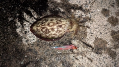 コウイカの釣果
