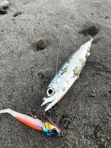 サバの釣果
