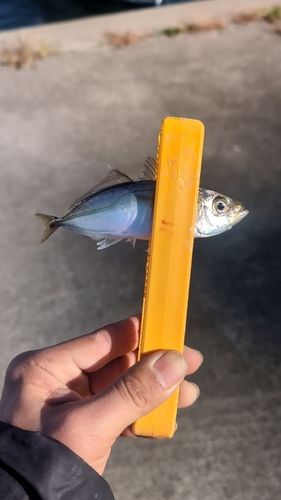 マアジの釣果