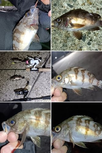 メバルの釣果