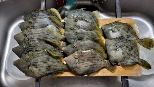 カワハギの釣果