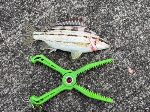 コトヒキの釣果