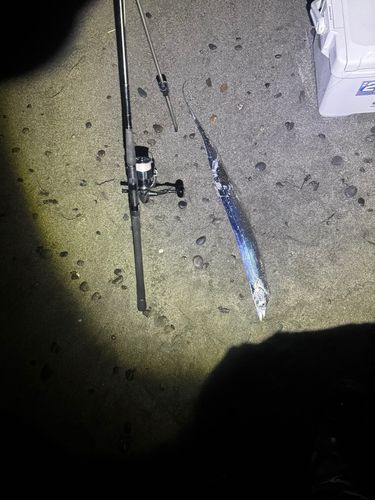 タチウオの釣果