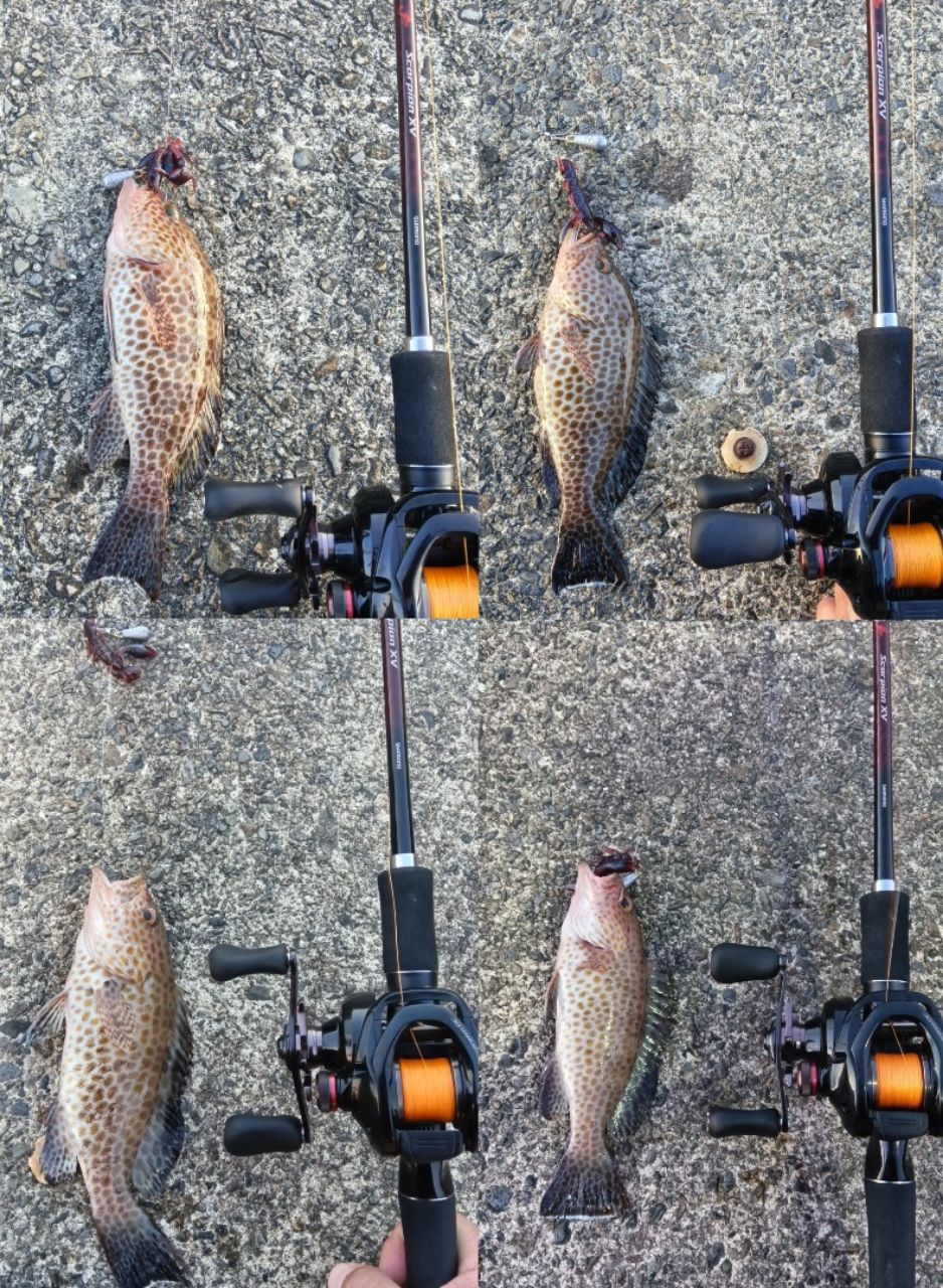 SHIMANO 21スコーピオン XV 1652R-2の最安値・インプレ・釣果 | 本音の