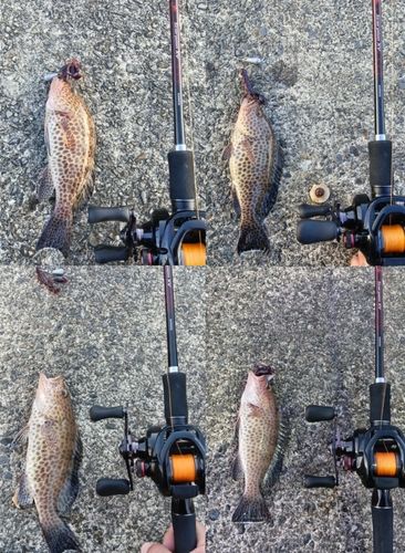 オオモンハタの釣果