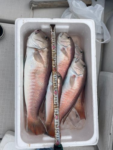 シロアマダイの釣果
