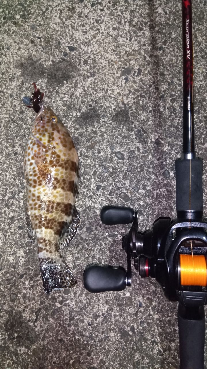 SHIMANO 21スコーピオン XV 1652R-2の最安値・インプレ・釣果 | 本音の