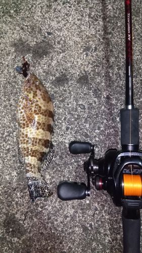 チャイロマルハタの釣果