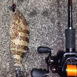 チャイロマルハタ