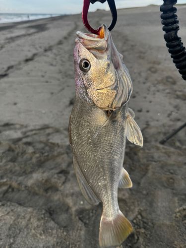 ニベの釣果