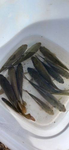 ギンブナの釣果