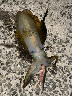 アオリイカの釣果