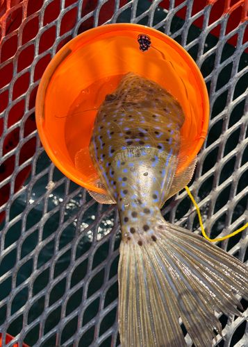 ソウシハギの釣果