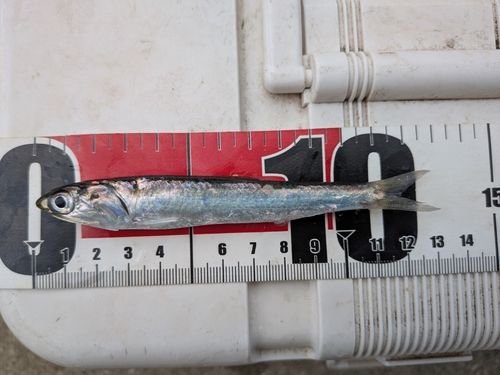 カタクチイワシの釣果