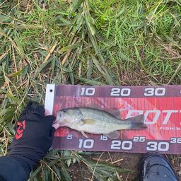 ラージマウスバス