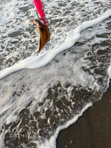 シタビラメの釣果