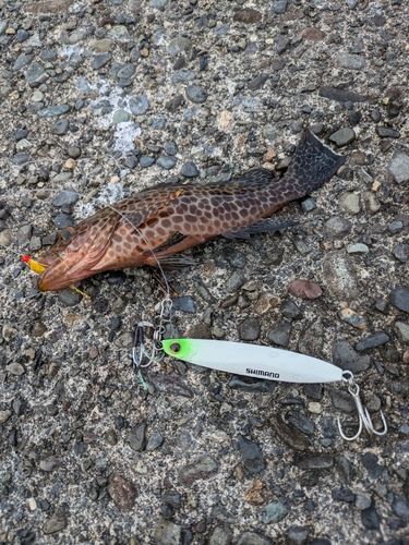 オオモンハタの釣果