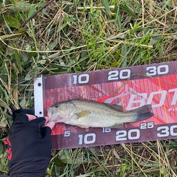 ラージマウスバス