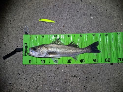 シーバスの釣果