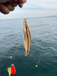 キュウセンの釣果