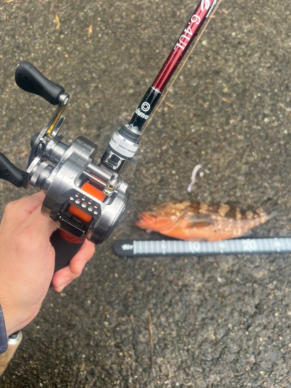 【月末までセール】23カルカッタコンクエストBFS XG LEFT【新品】 シマノ SHIMANO 23カルカッタコンクエストBFS XG 美品