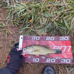 ラージマウスバス