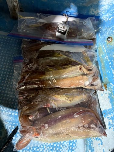 スルメイカの釣果