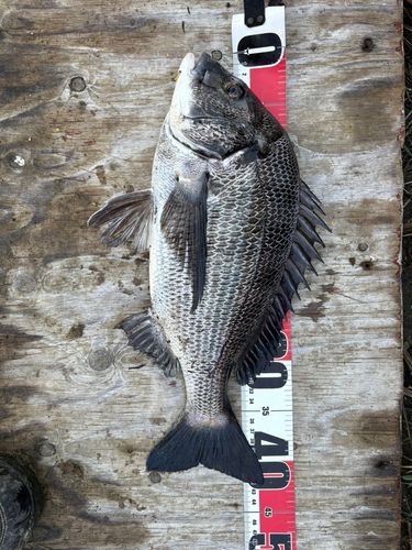 クロダイの釣果