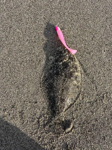 ソゲの釣果
