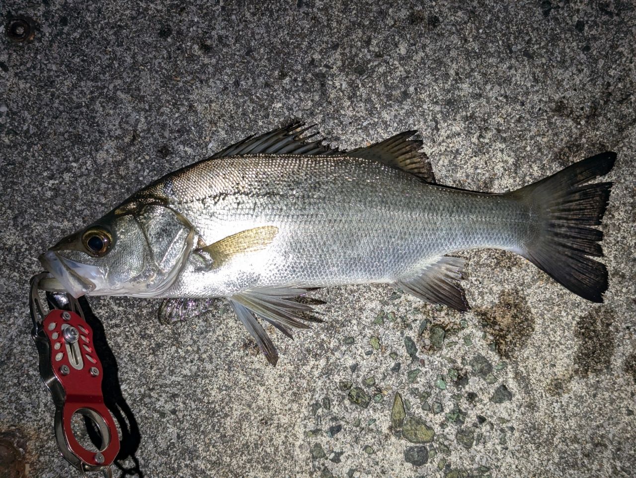 OLYMPIC 23コルト UX 23GCORUS-7102ML-HSの最安値・インプレ・釣果