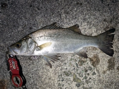 セイゴ（ヒラスズキ）の釣果