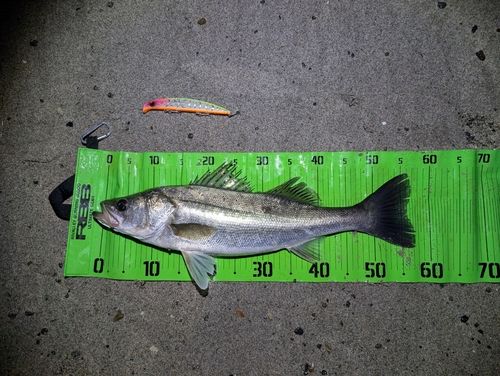 シーバスの釣果