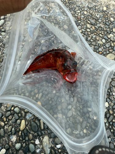 アカハタの釣果