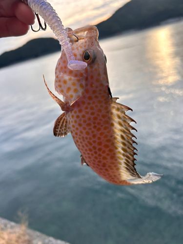 オオモンハタの釣果