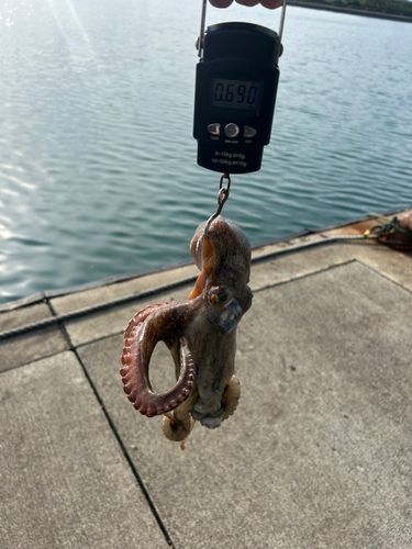 タコの釣果