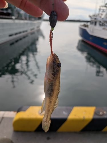 アナハゼの釣果