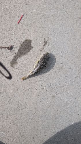 フグの釣果