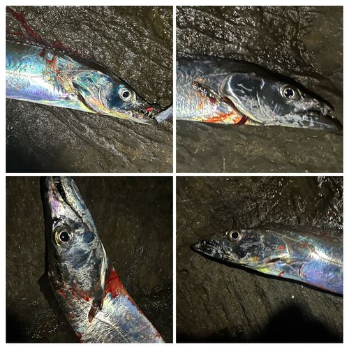 タチウオの釣果