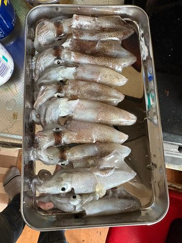 ヒイカの釣果
