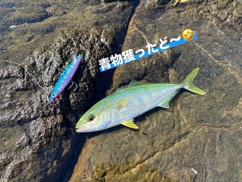 フクラギの釣果