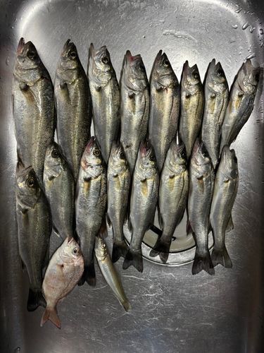 セイゴ（マルスズキ）の釣果