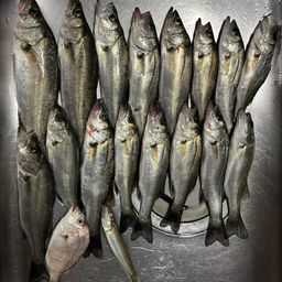 セイゴ（マルスズキ）