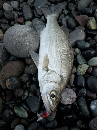 セイゴ（ヒラスズキ）の釣果